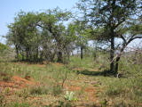 safrica/IMG_0205 (WinCE).JPG